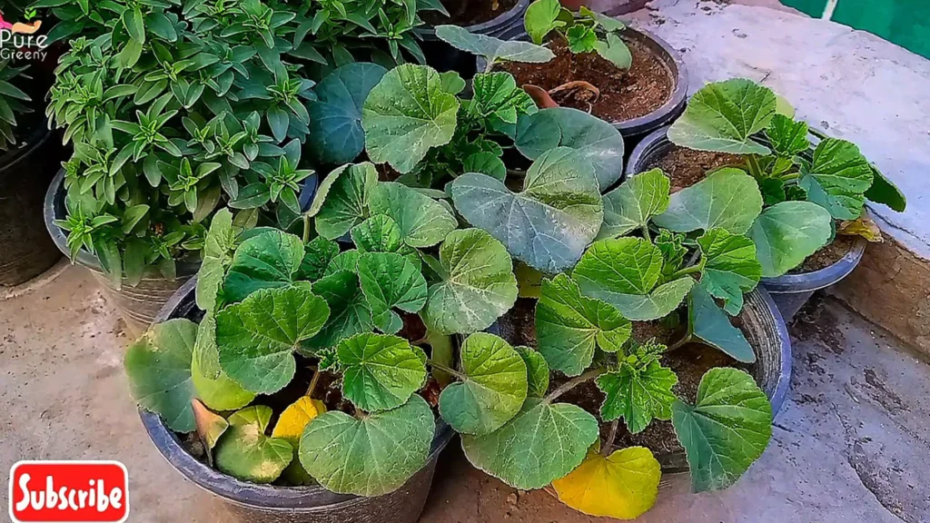 mature nasturtium Plants