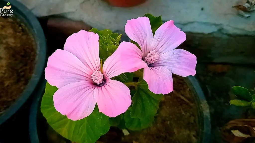 Nasturtium Plant Flowers