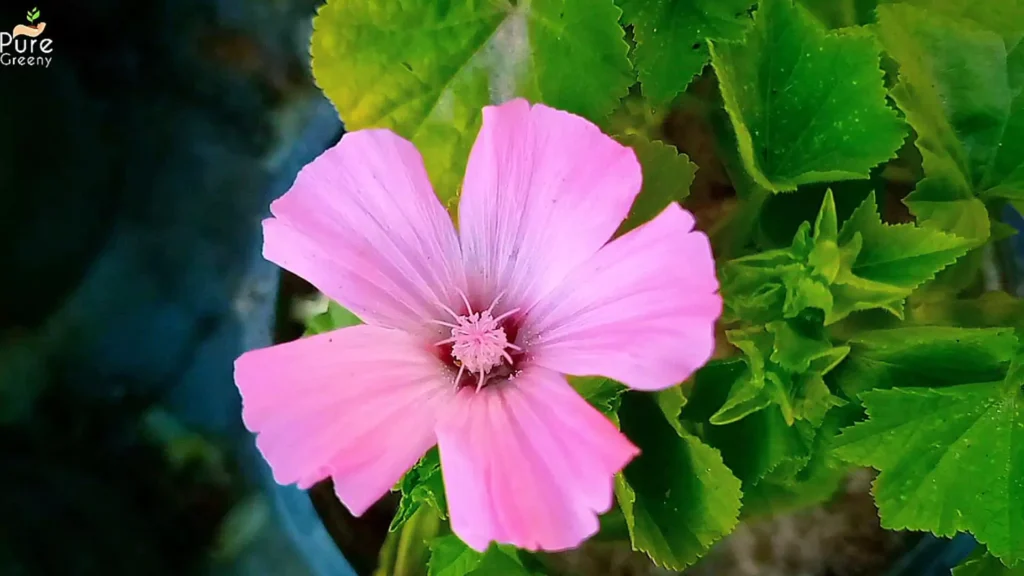 Nasturtium Plant Flower