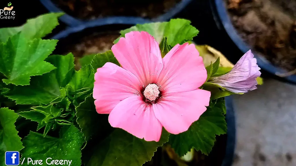 Pink Nasturtium Plant Flower