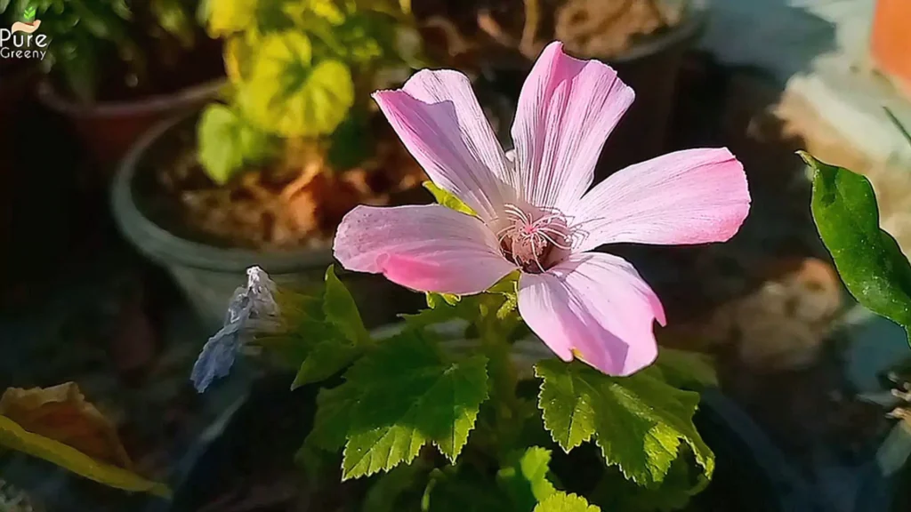 Pink Nasturtium Plant Flower In Sun