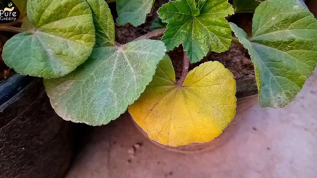 Yellow leaves on Nasturtium Flower Plant