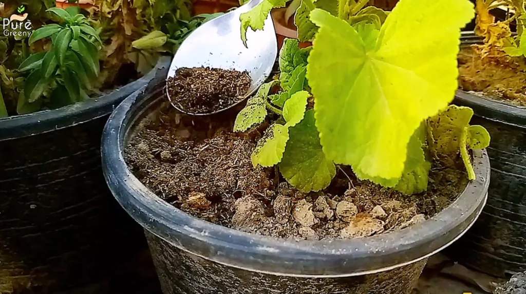 Fertilizing nasturtium Plants