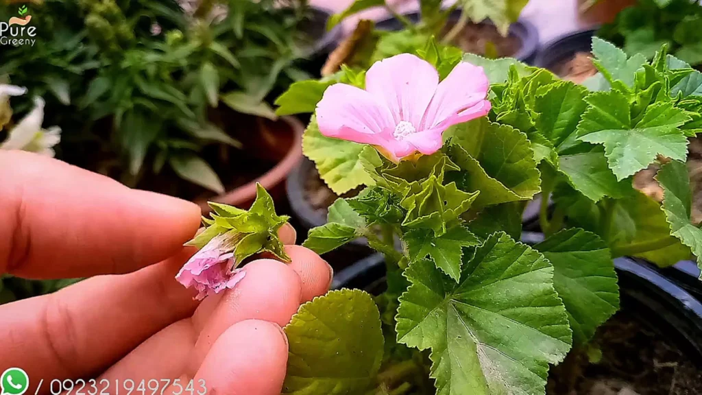 Dead Heading Nasturtium Plant Flowers