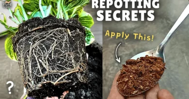 How to Repot a Plant Correctly & Safely? (4-EASY STEPS)