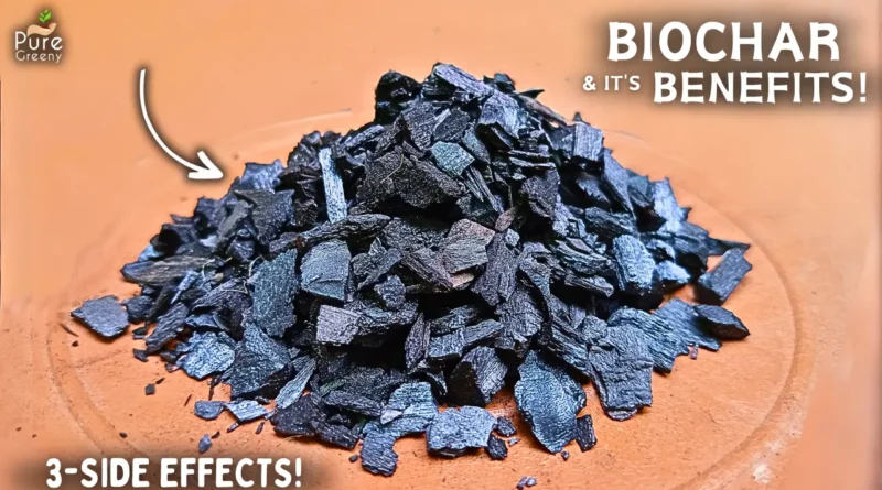 Benefits & Uses Of Biochar For Plants! (Use This WAY…)