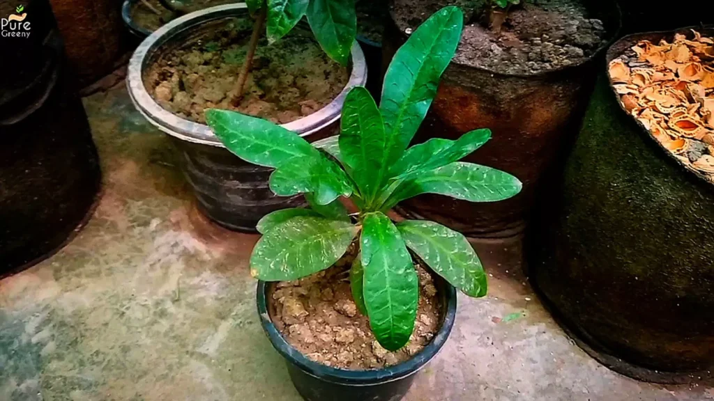 Euphorbia Milli Grown In Vermiculite Mix