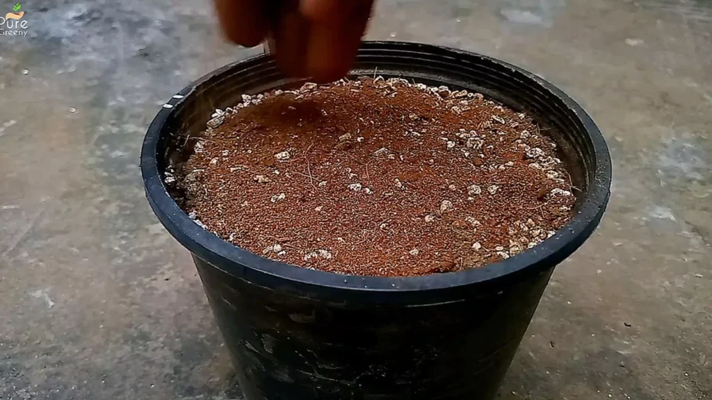 Using Vermiculite For Seeds