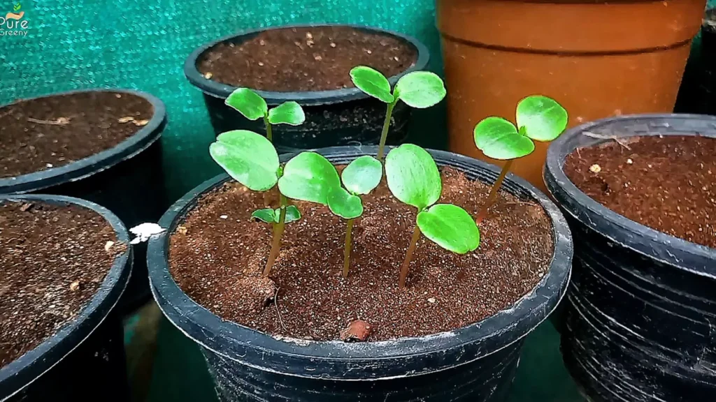 Using Vermiculite For Seeds