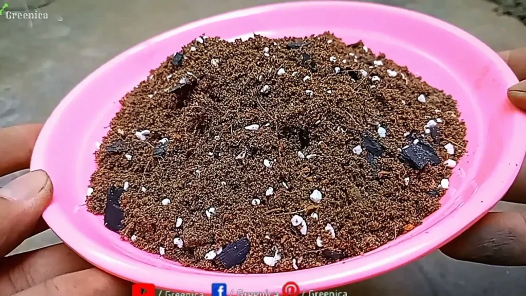 Succulents potting mix