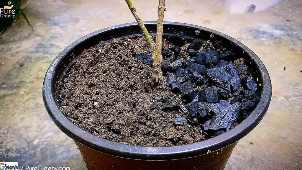 BioChar Mulching