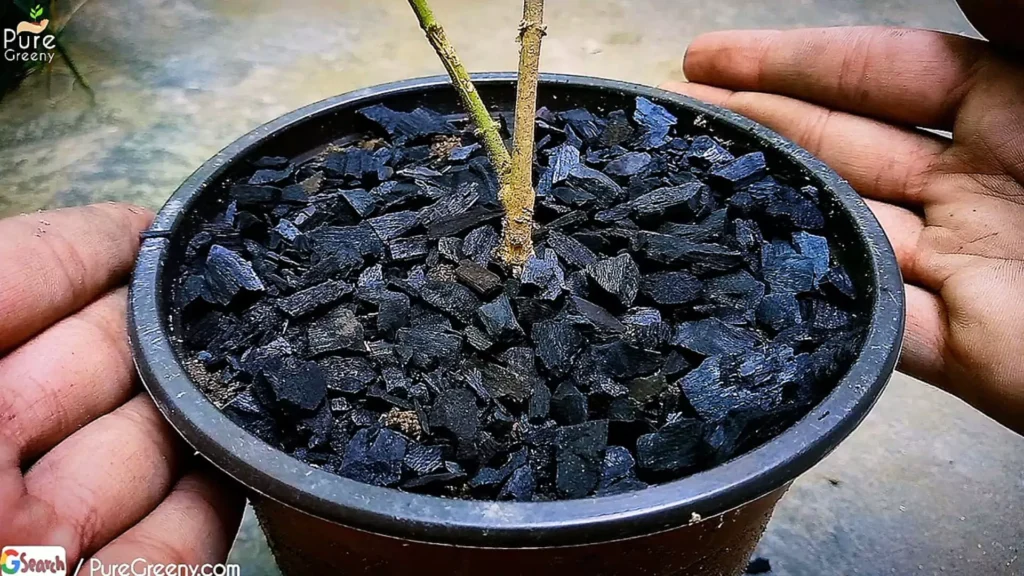 BioChar Mulching