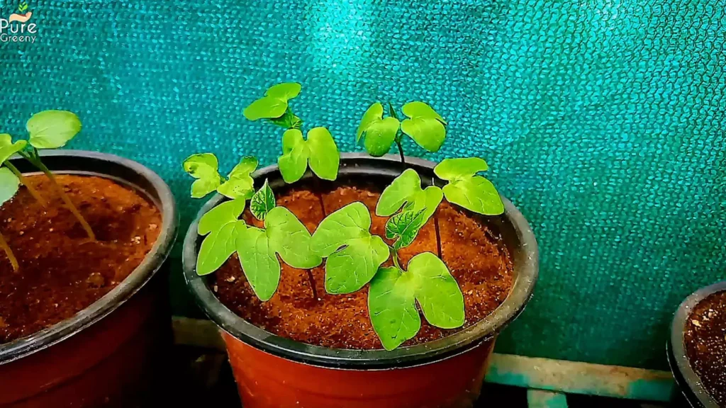 Seedlings