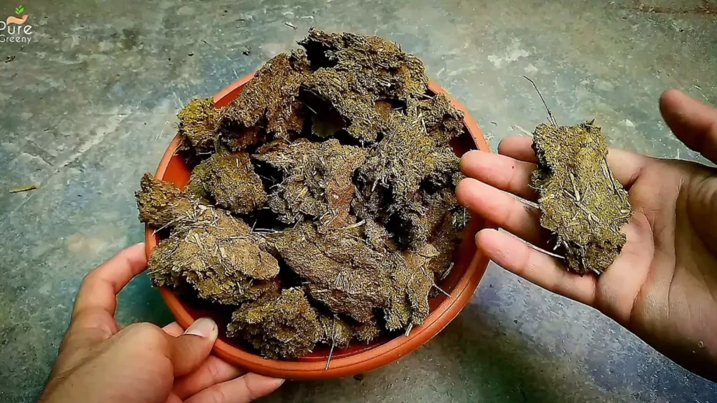 Cow dung Cakes