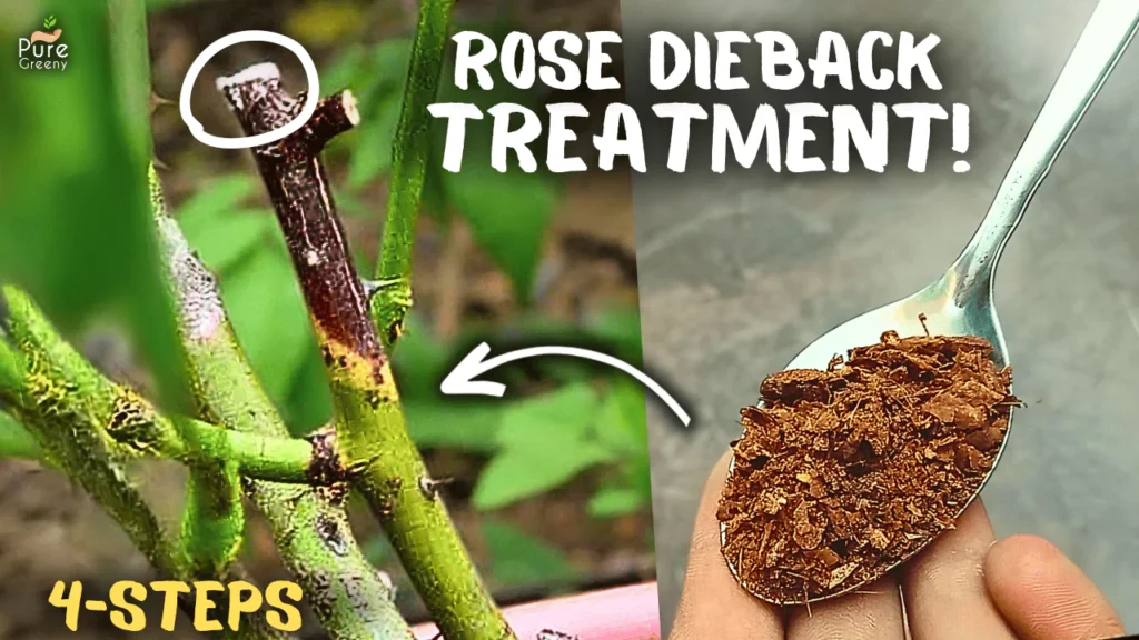 STEP BY STEP: Rose Dieback Treatment With 100% Success?