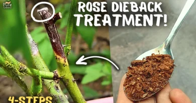 STEP BY STEP: Rose Dieback Treatment With 100% Success?