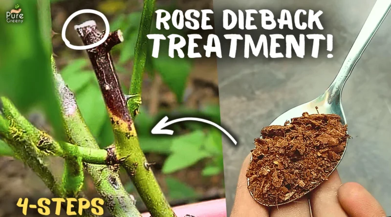 STEP BY STEP: Rose Dieback Treatment With 100% Success?