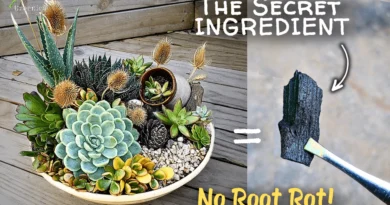 How To Make The BEST Potting Soil For Succulents? (The PRO Level Mix)