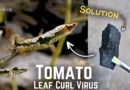 Tomato Leaf Curl Virus Treatment! (4-STEPS*)