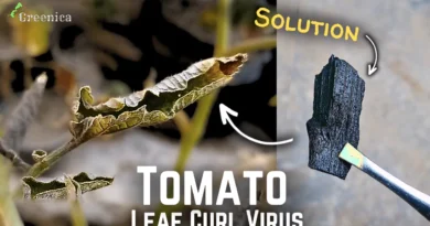 Tomato Leaf Curl Virus Treatment! (4-STEPS*)