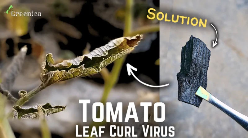 Tomato Leaf Curl Virus Treatment! (4-STEPS*)