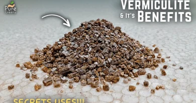 How To Use Vermiculite For Plants? [Its Benefits & Side Effects*]