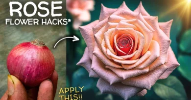 Why Rose Plant Not Flowering? - 6 CAUSES & Their Solutions!