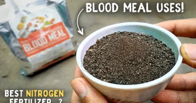 How To CORRECTLY Use Blood Meal Fertilizer For Plants? (8-Benefits)