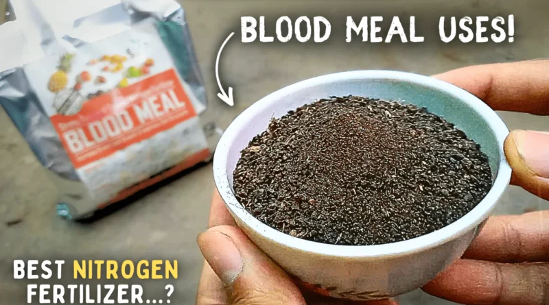 How To CORRECTLY Use Blood Meal Fertilizer For Plants? (8-Benefits)