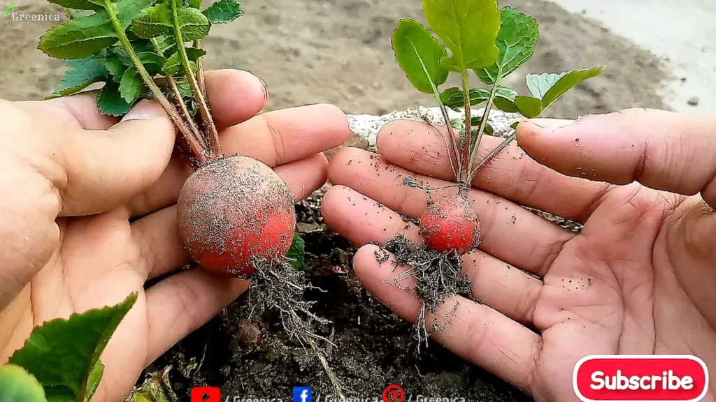 Big & Small radishes