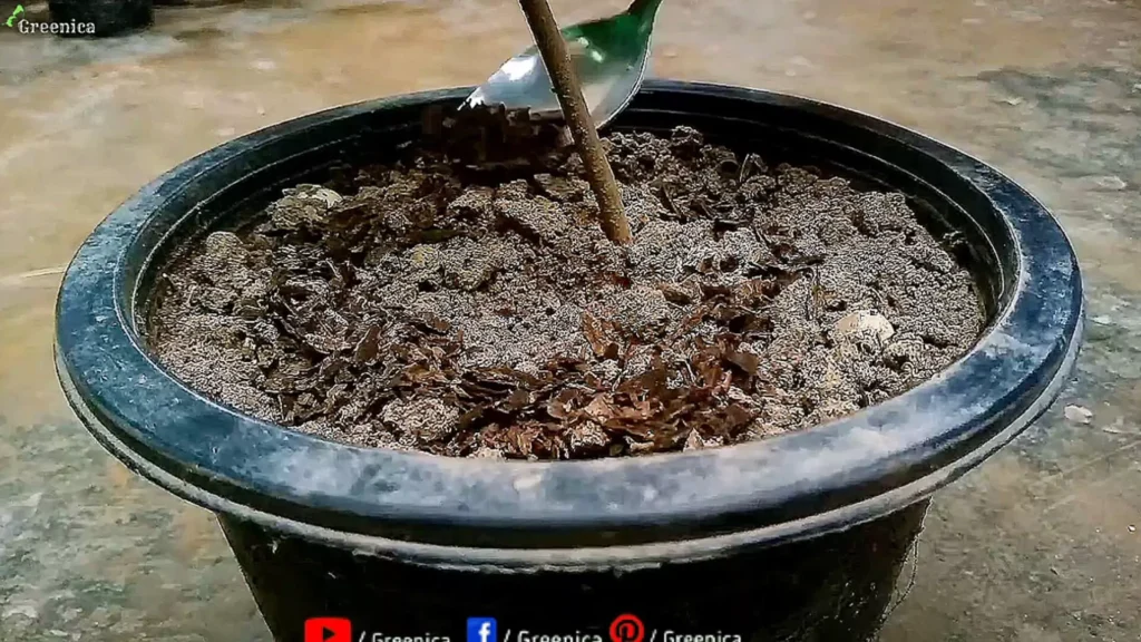 Applying Banana peels Powder On Soil