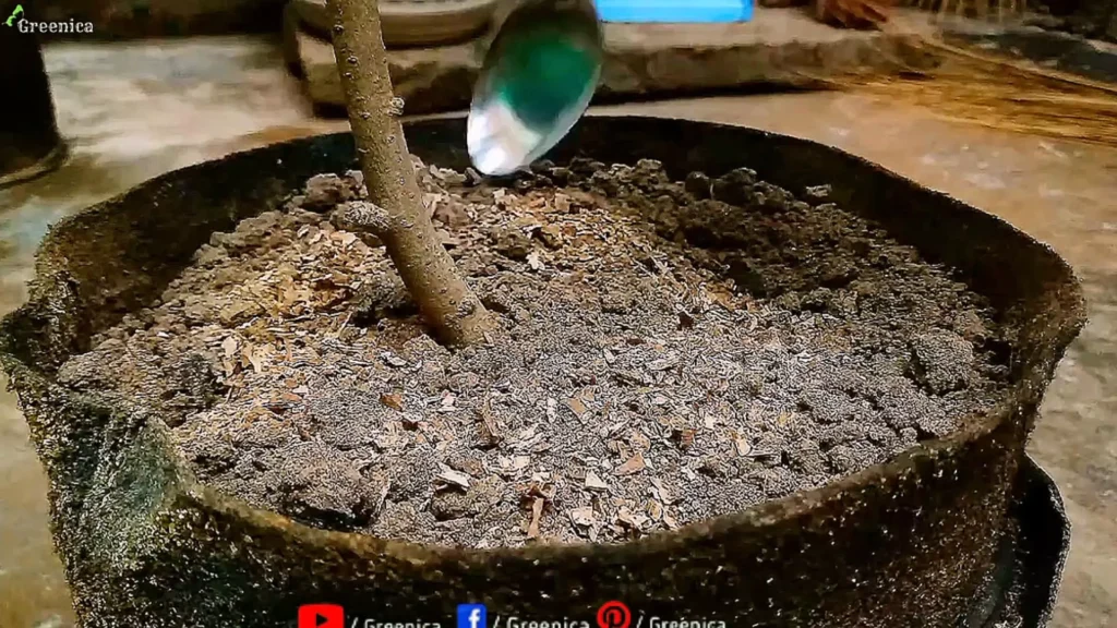 Applying Potato peels Powder