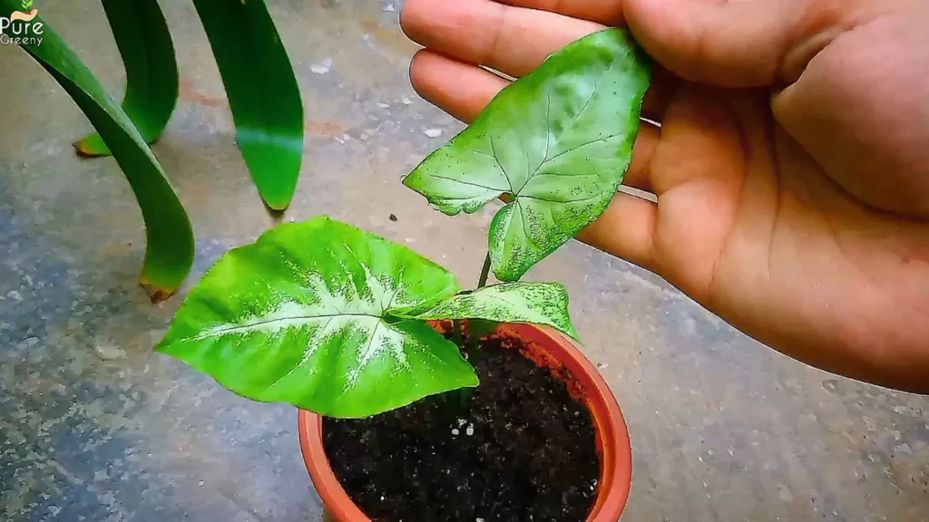 Syngonium Plant After Wood ash Applying