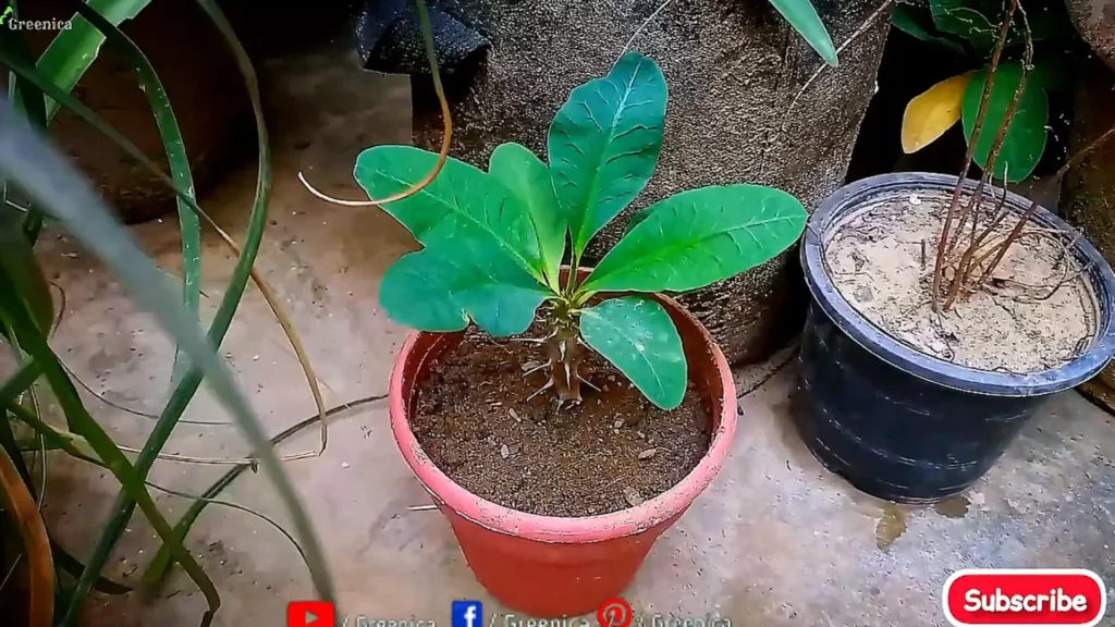 Euphorbia Plant After Receovering