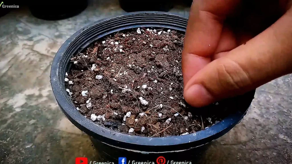 Seeds Sowing In Perlite Seed Starter