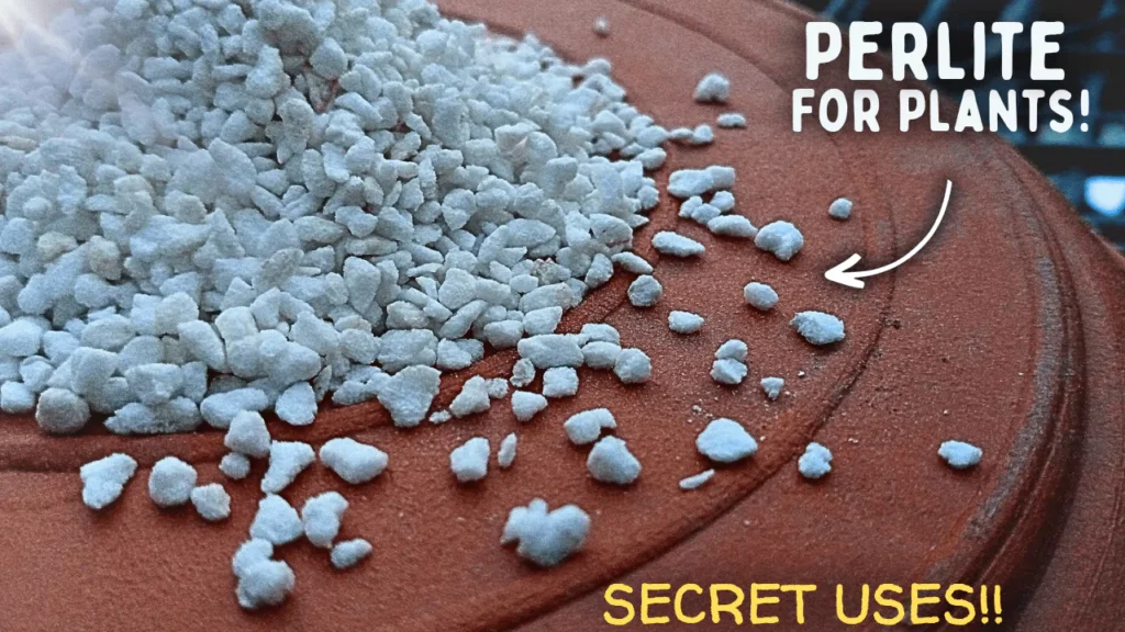 How To Use Perlite For Plants CORRECTLY? - 4 Effective Ways To Use Perlite!