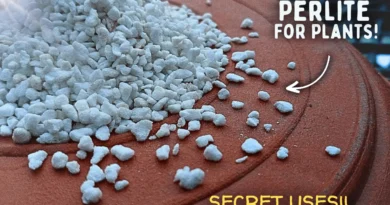 How To Use Perlite For Plants CORRECTLY? - 4 Effective Ways To Use Perlite!