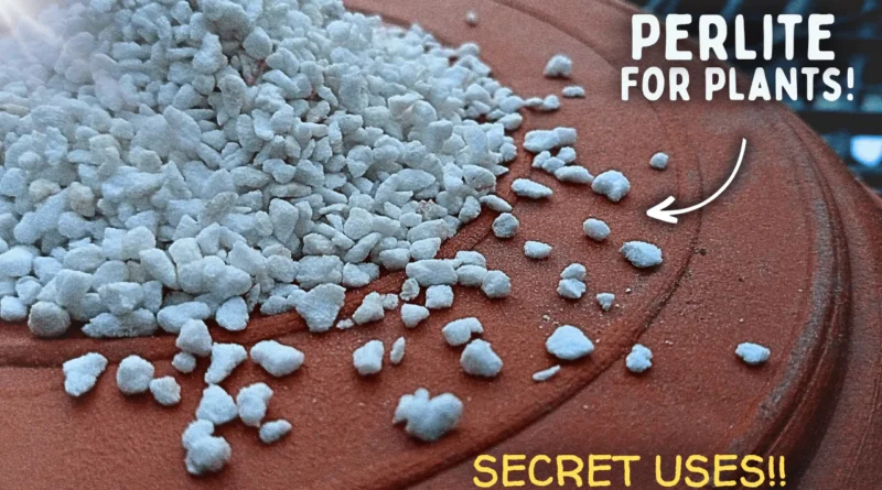 How To Use Perlite For Plants CORRECTLY? - 4 Effective Ways To Use Perlite!