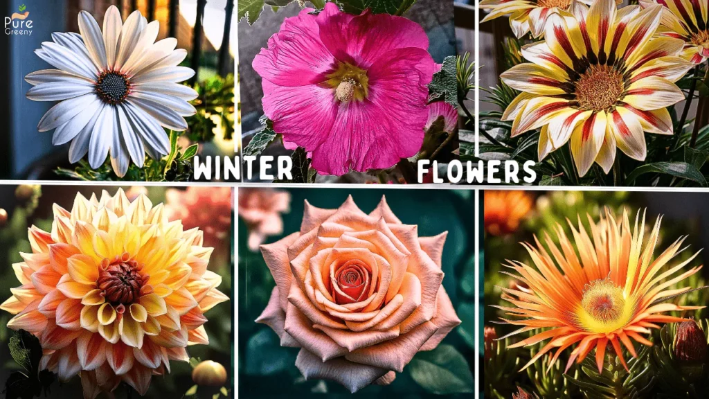 Top 10 Best Winter Flowering Plants For Pots!