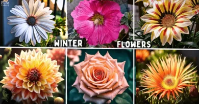 Top 10 Best Winter Flowering Plants For Pots!