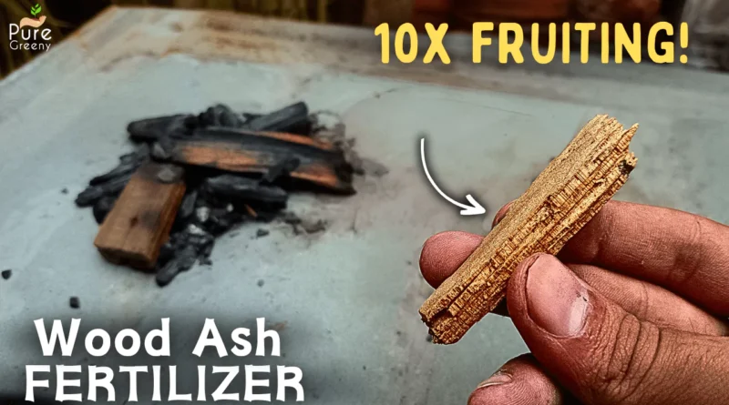 5 SECRET Wood Ash Benefits For Plants! (Use Wood Ash fertilizer This Way)