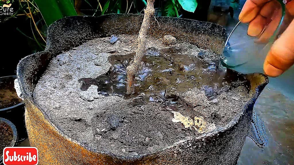 Applying Banana peels Liquid Fertilizer