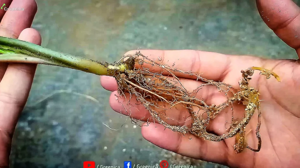 Syngonium Roots In Vermiculite