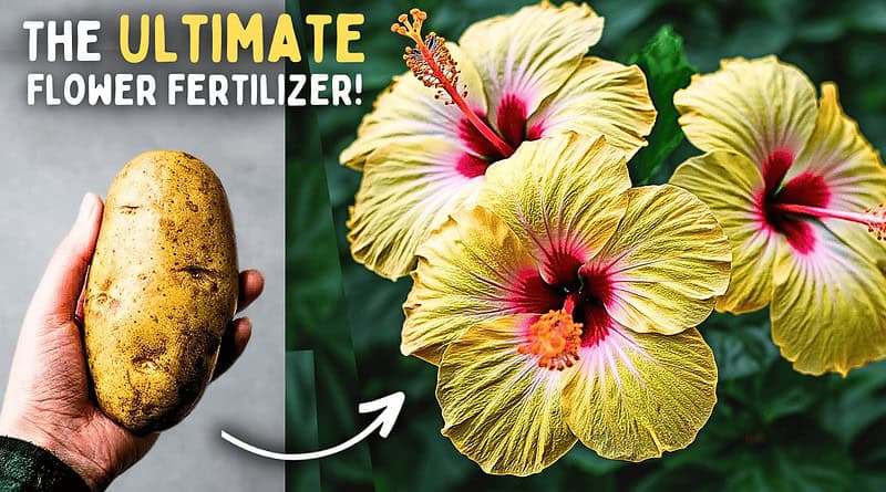 The Best Fertilizer For Flowering Plants EVER! (Easy Ingredients.)