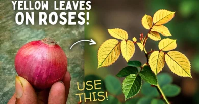 5-STEPS To Treat Yellow leaves On Roses!