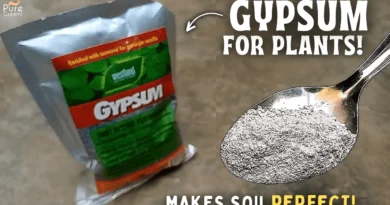 6 AMAZING Benefits of Gypsum For Plants! - How To Correctly Use Gypsum On Soil?