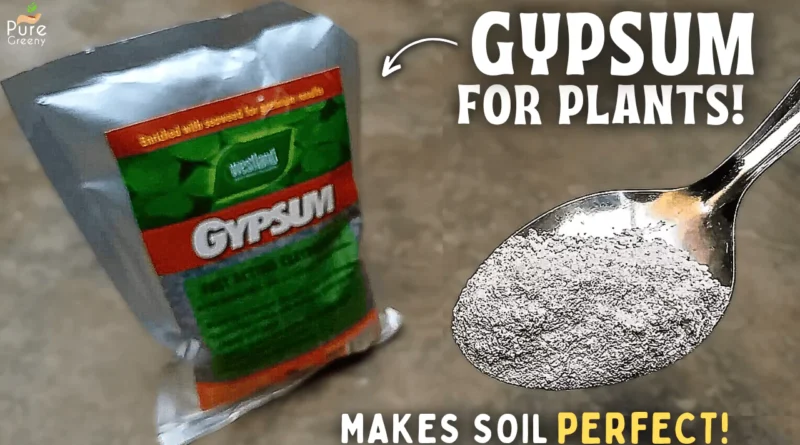 6 AMAZING Benefits of Gypsum For Plants! - How To Correctly Use Gypsum On Soil?