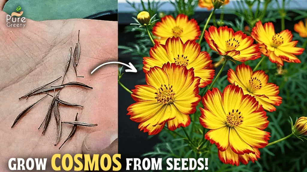 How To Grow Cosmos Flowers From Seeds In Pot? (With Updates)