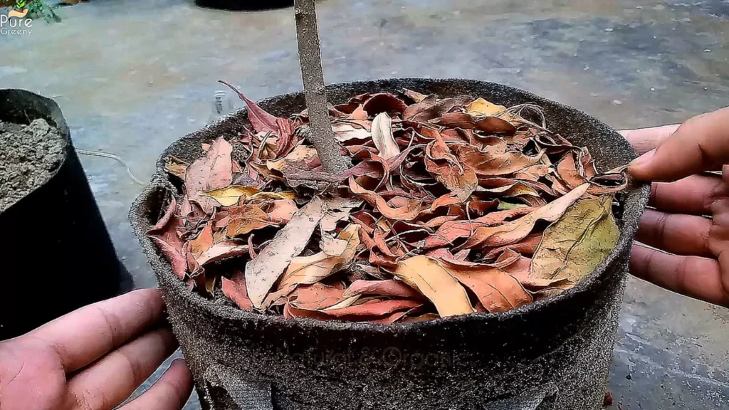 Dry Leaves Mulch On Soil