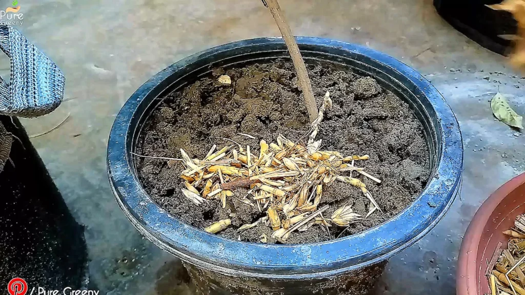 Mulching Wheat Straws